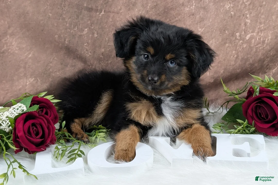 Toy Australian Shepherd dogs for sale: Brittlyn - Ad 4
