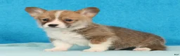 Welsh Corgi Pembroke dogs for sale: Max - Ad 4