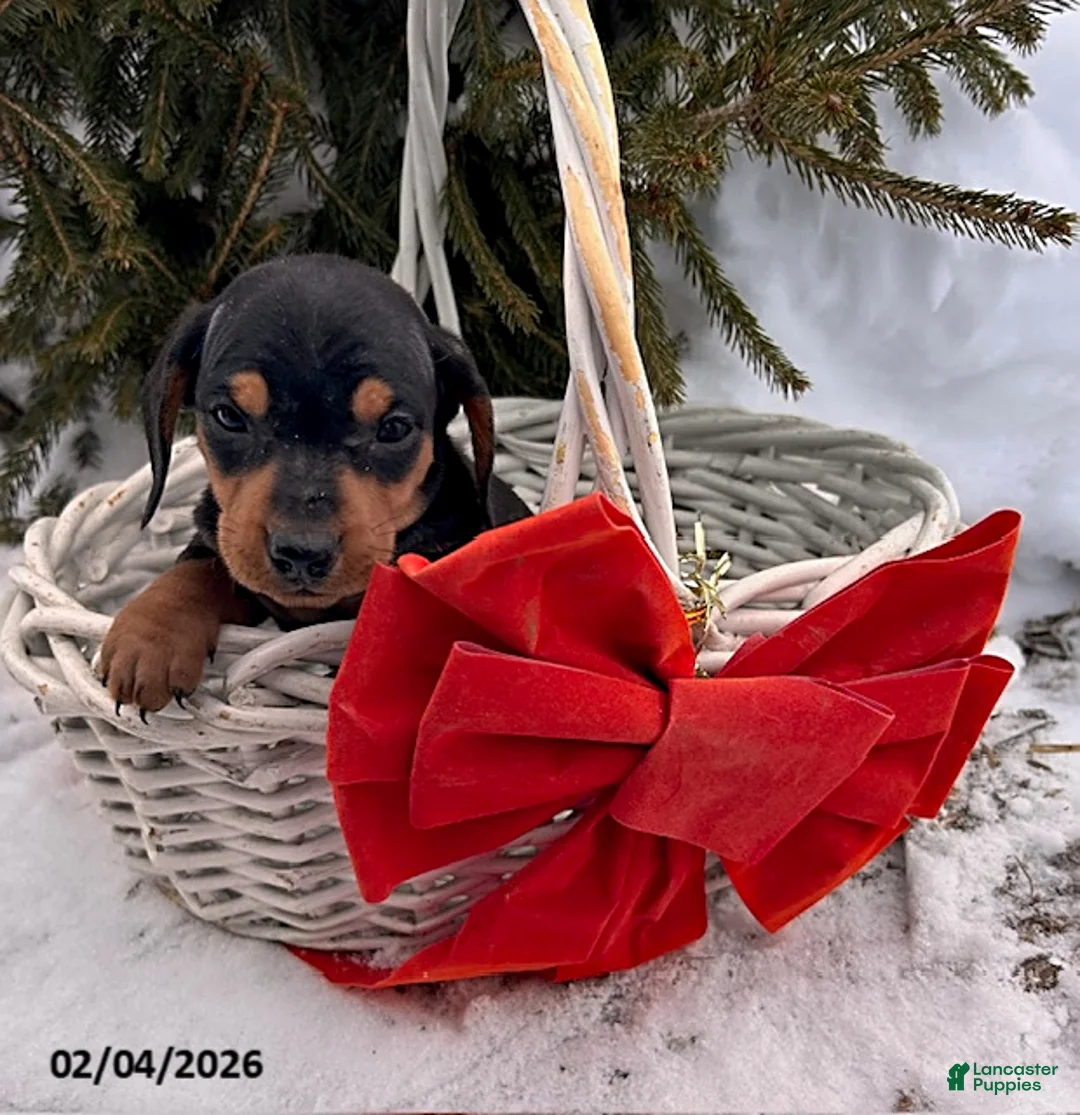 Miniature Dachshund dogs for sale: Chuck - Ad 3