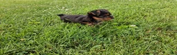 Yorkshire Terrier dogs for sale: Coffee AKC  - Ad 3