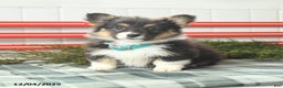 Welsh Corgi Pembroke dogs for sale: Fluffy Laffy Taffy - Ad 1
