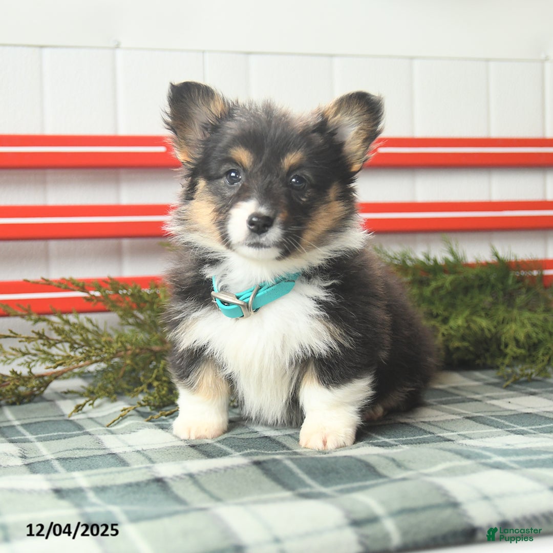 Welsh Corgi Pembroke dogs for sale: Fluffy Laffy Taffy - Ad 1