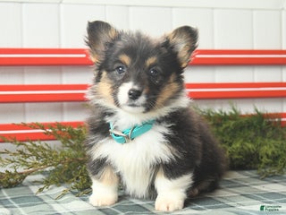 Welsh Corgi Pembroke dogs Fluffy Laffy Taffy - Ad 1