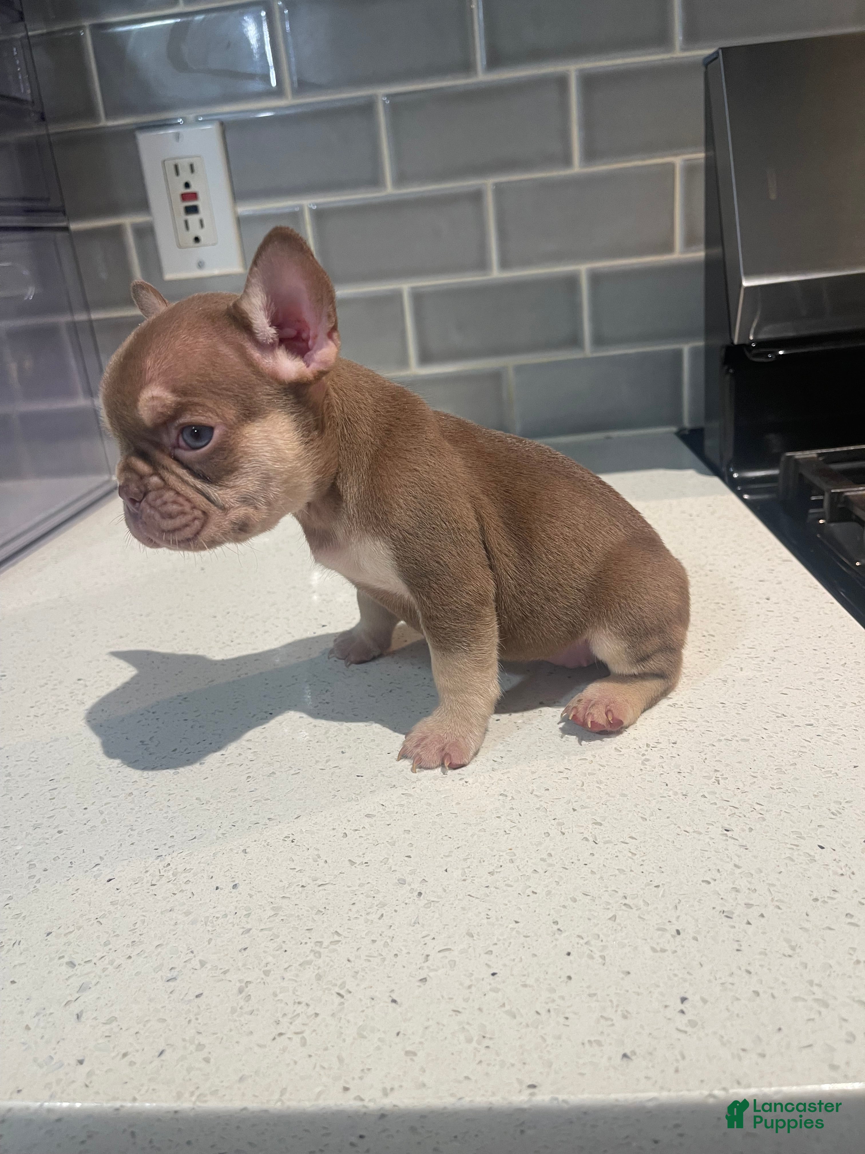 French Bulldog dogs Kali  - Ad 1