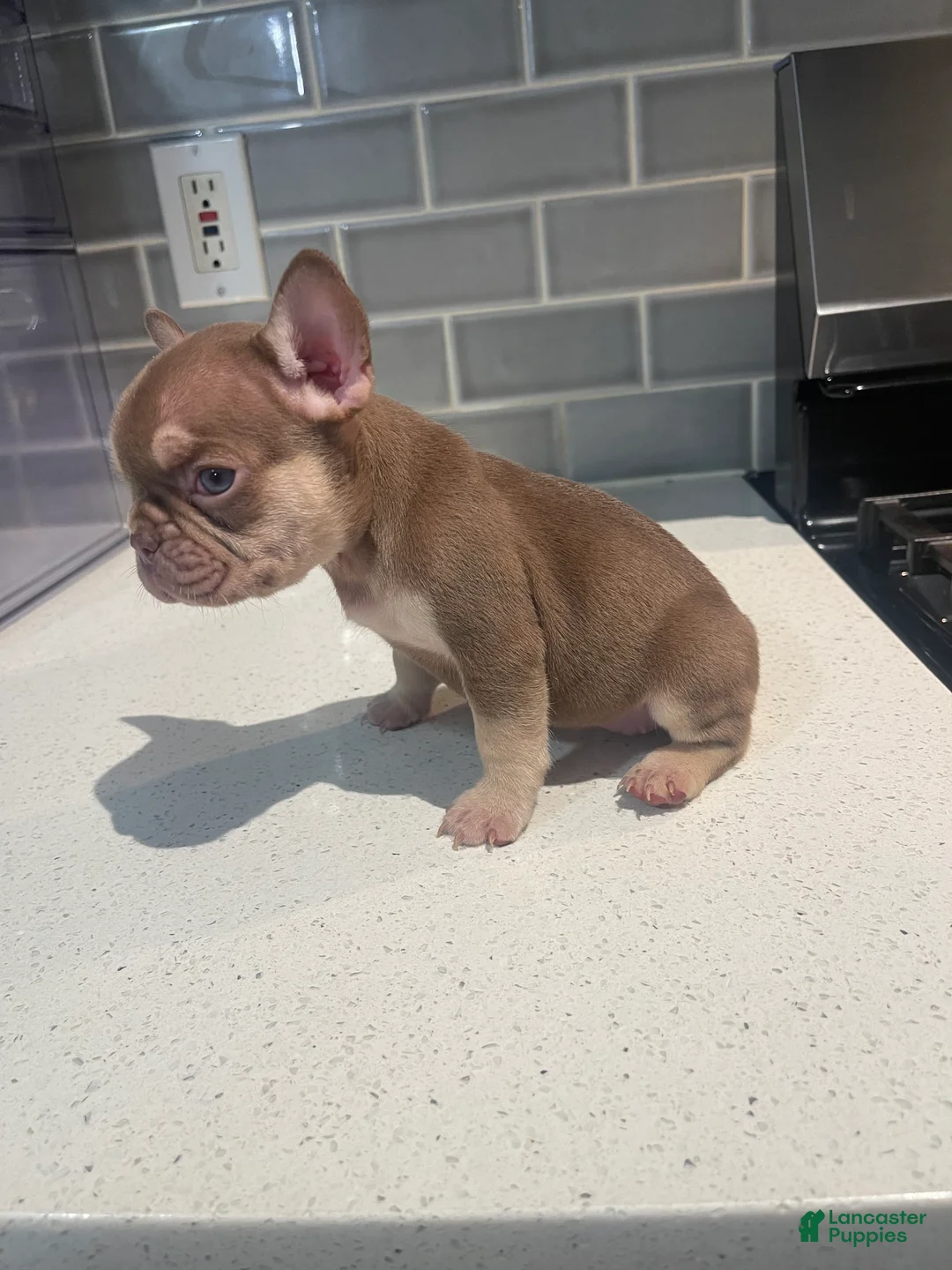 French Bulldog dogs for sale: Kali  - Ad 1