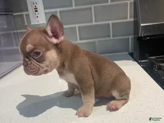 French Bulldog dogs for sale: Kali - Ad 2