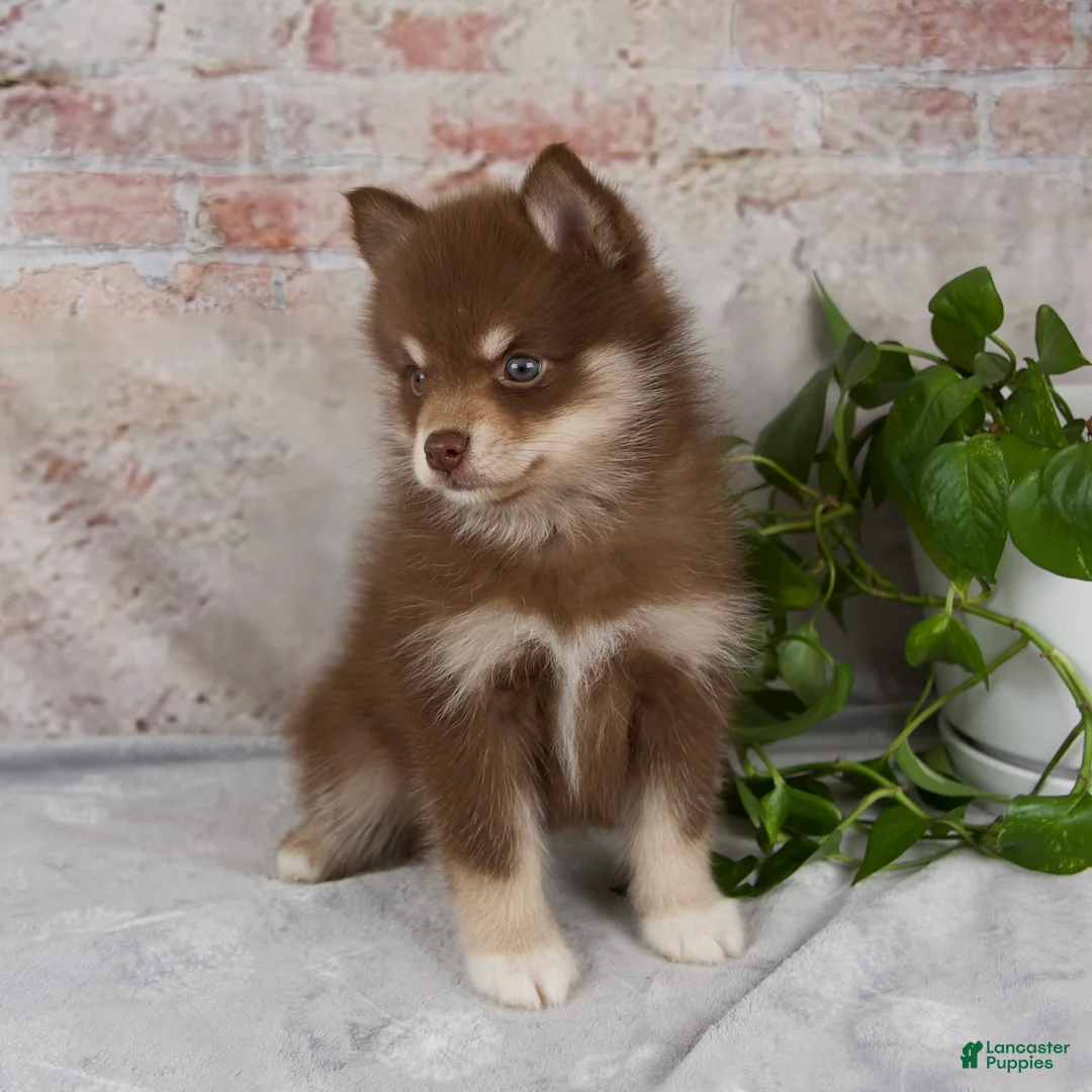 Pomsky dogs for sale: Kara - Ad 2