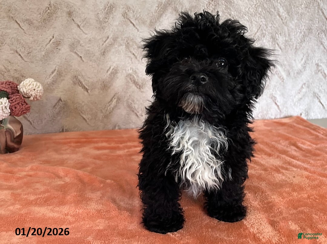 Havapoo dogs for sale: Princess - Ad 1