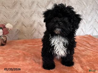 Havapoo dogs Princess - Ad 2