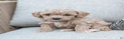 Bichpoo dogs for sale: Theo - Ad 1