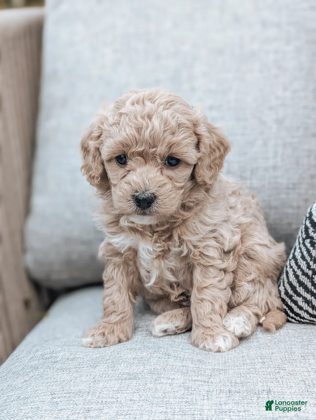 Bichpoo dogs for sale: Theo - Ad 1