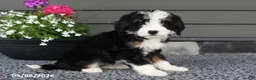 Mini Bernedoodle dogs for sale: River - Ad 1