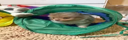 Pomeranian dogs for sale: #3 - Ad 5