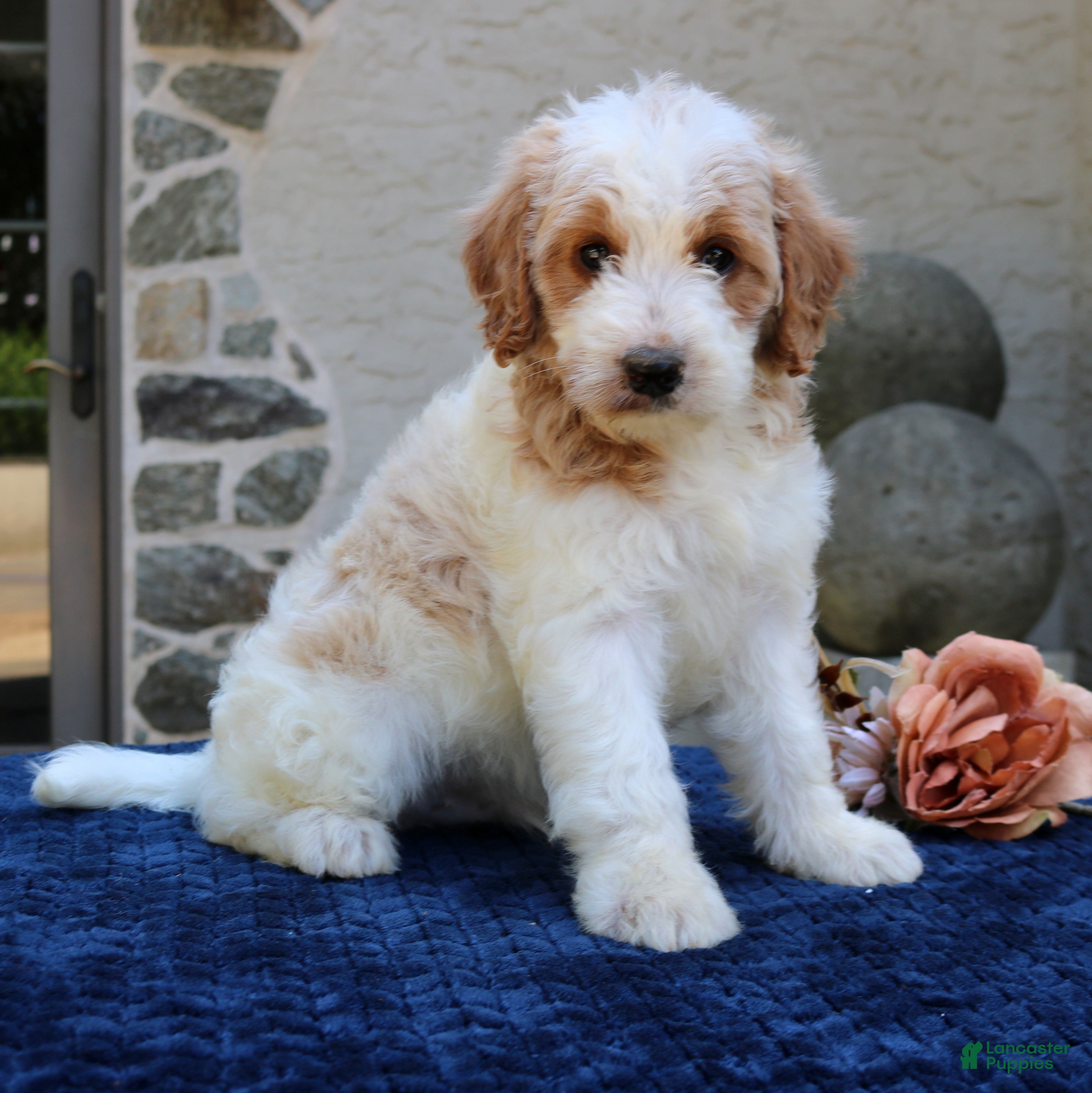 Goldendoodle dogs Dustin  - Ad 2