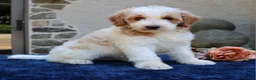 Goldendoodle dogs for sale: Dustin  - Ad 2