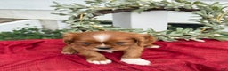 Cavalier King Charles Spaniel dogs for sale: Otis - Ad 5