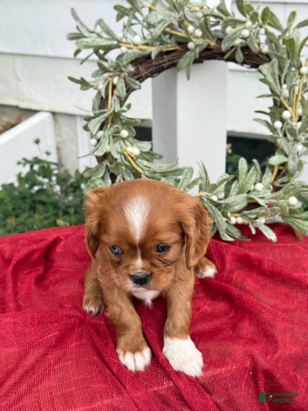 Cavalier King Charles Spaniel dogs for sale: Otis - Ad 5