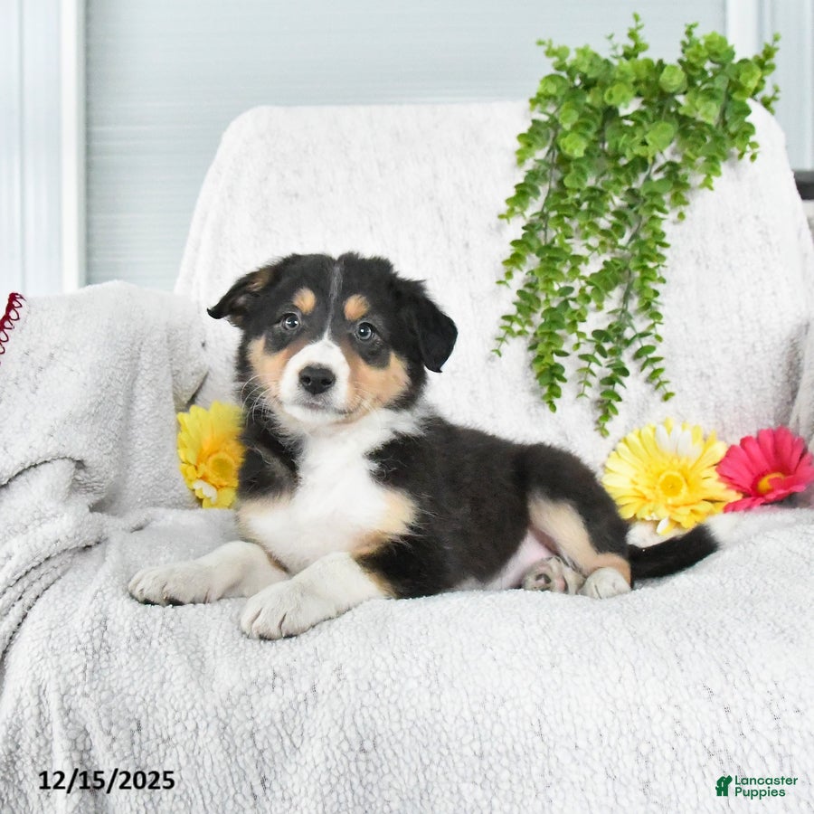 Border Collie dogs Lucy - Ad 1