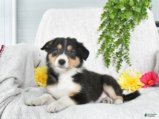Border Collie dogs Lucy - Ad 30
