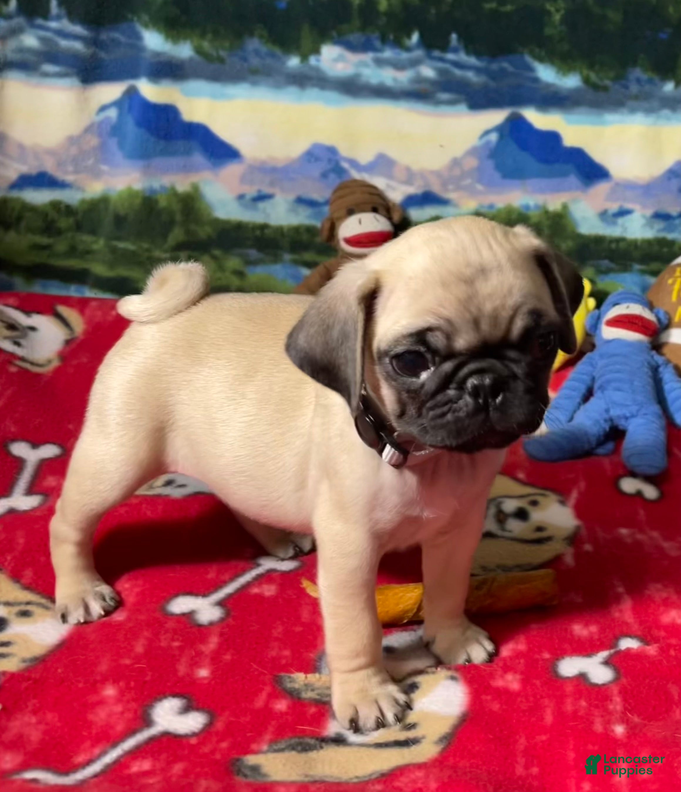 Pug dogs Billy - Ad 2