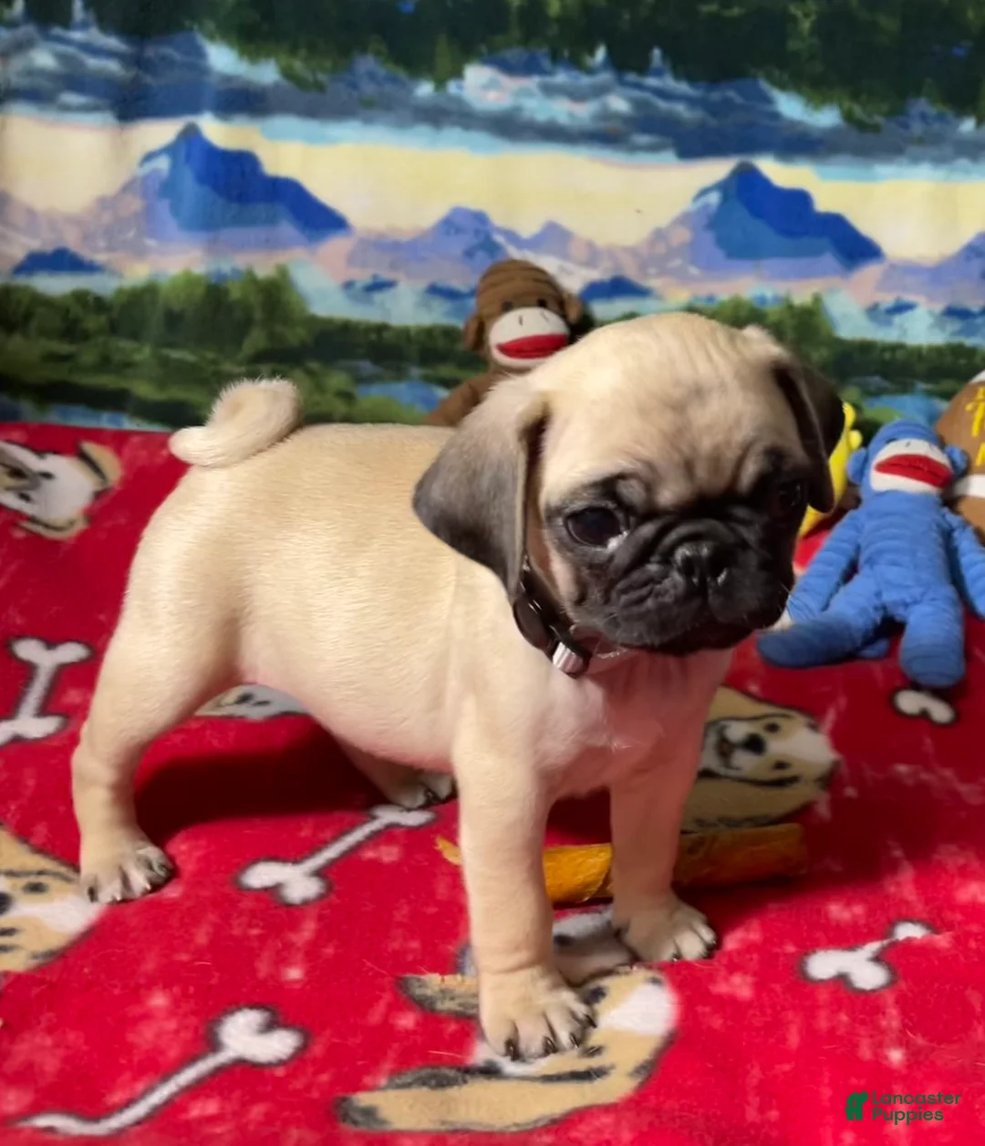 Pug dogs for sale: Billy - Ad 2