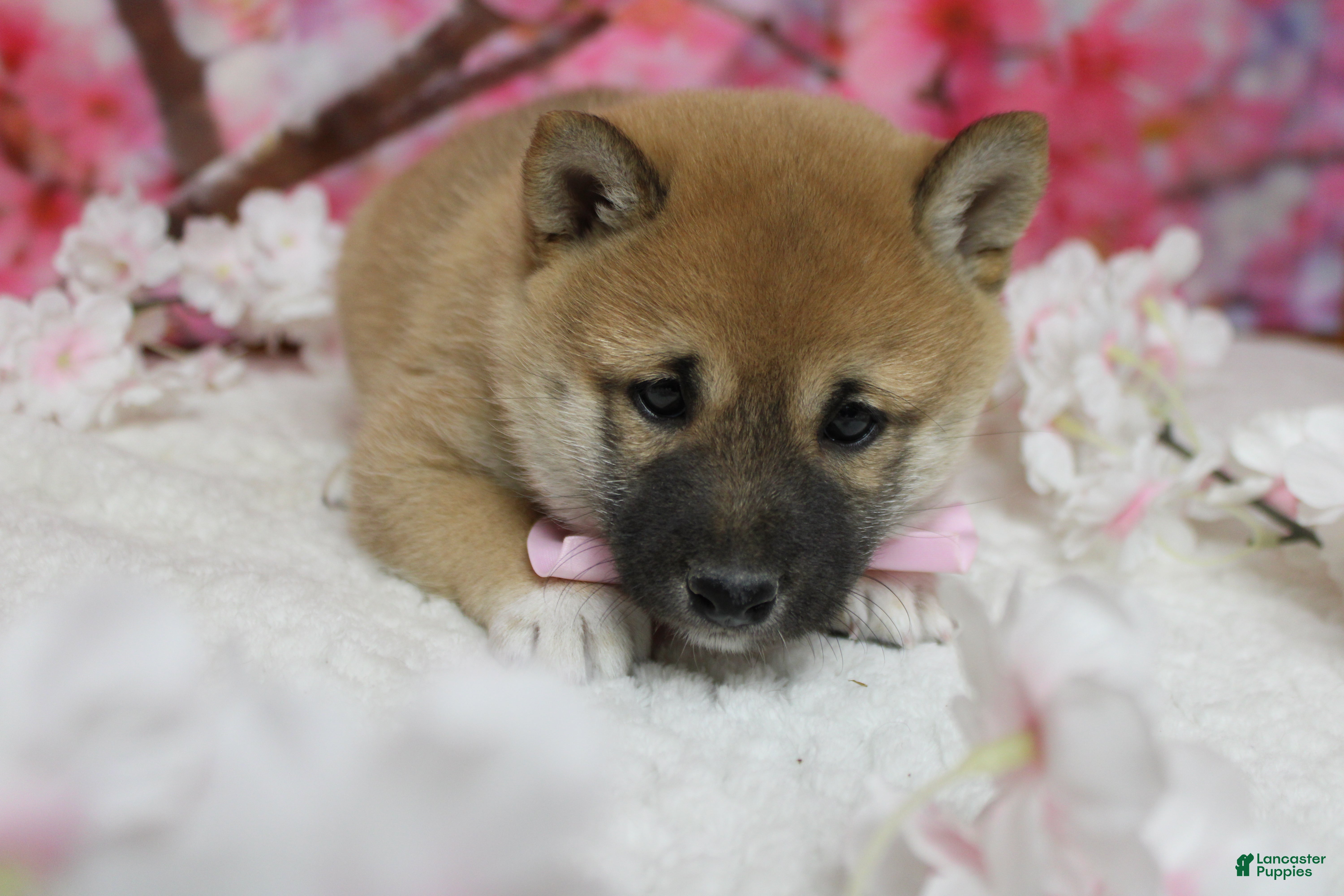Shiba Inu dogs Dylan  - Ad 10
