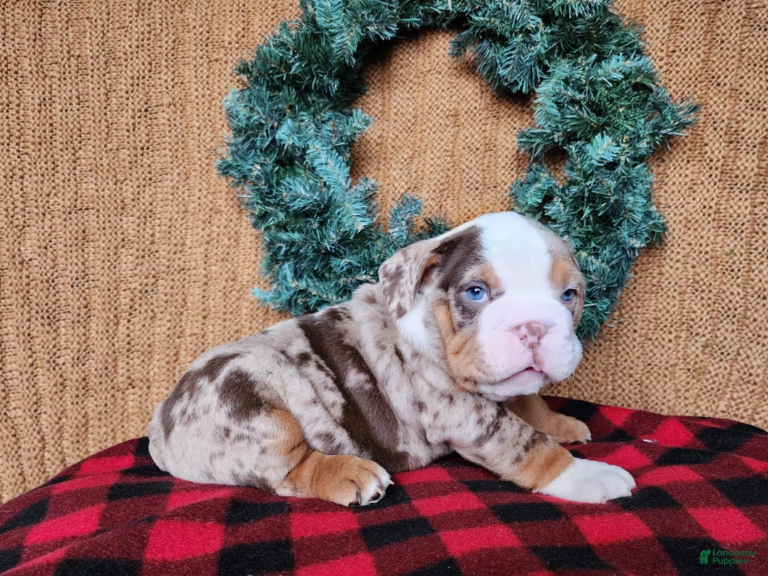 English Bulldog dogs for sale: Frisco - Ad 17