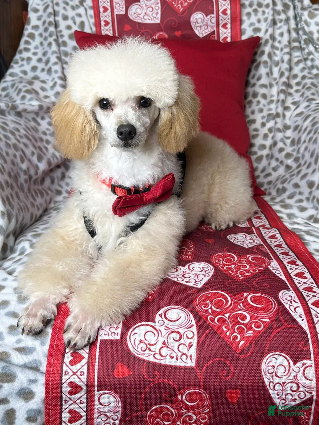 Toy Poodle dogs for sale: Yodel  - Ad 3