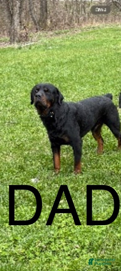Rottweiler dogs Rottweiler 5 - Ad 2