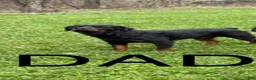 Rottweiler dogs for sale: Rottweiler 1 - Ad 3