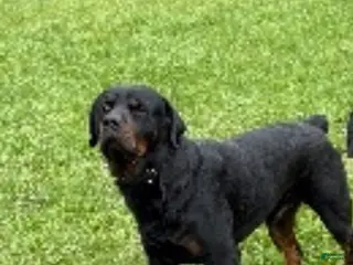 Rottweiler dogs Rottweiler 5 - Ad 2