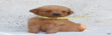 Penny