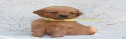 Golden Retriever dogs for sale: Penny - Ad 1