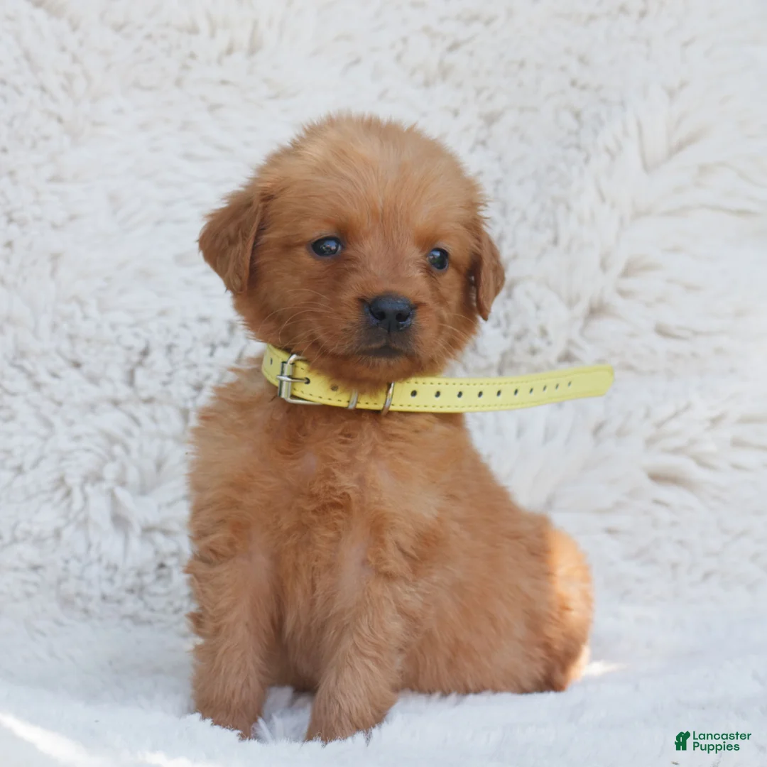 Golden Retriever dogs for sale: Penny - Ad 1