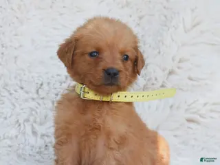 Golden Retriever dogs for sale: Penny - Ad 1