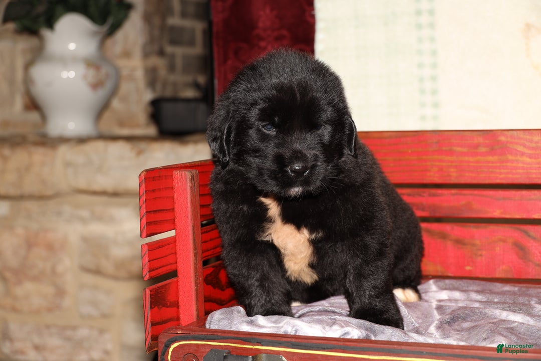 Newfoundland dogs for sale: Raven - Ad 2
