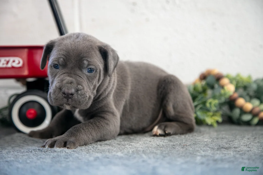 Cane Corso dogs for sale: Sam - Ad 3