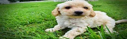 Havapoo dogs for sale: Avalon-SUMMER SALE!! $100 off listed price-this week only!  - Ad 8