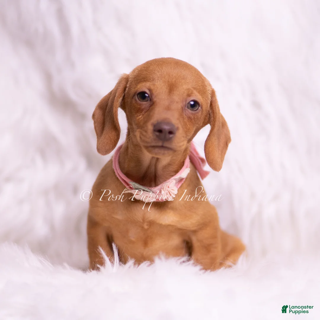 Miniature Dachshund dogs for sale: Jennie - Ad 4