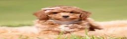 Toy Poodle dogs for sale: Fifi AKC - Ad 4