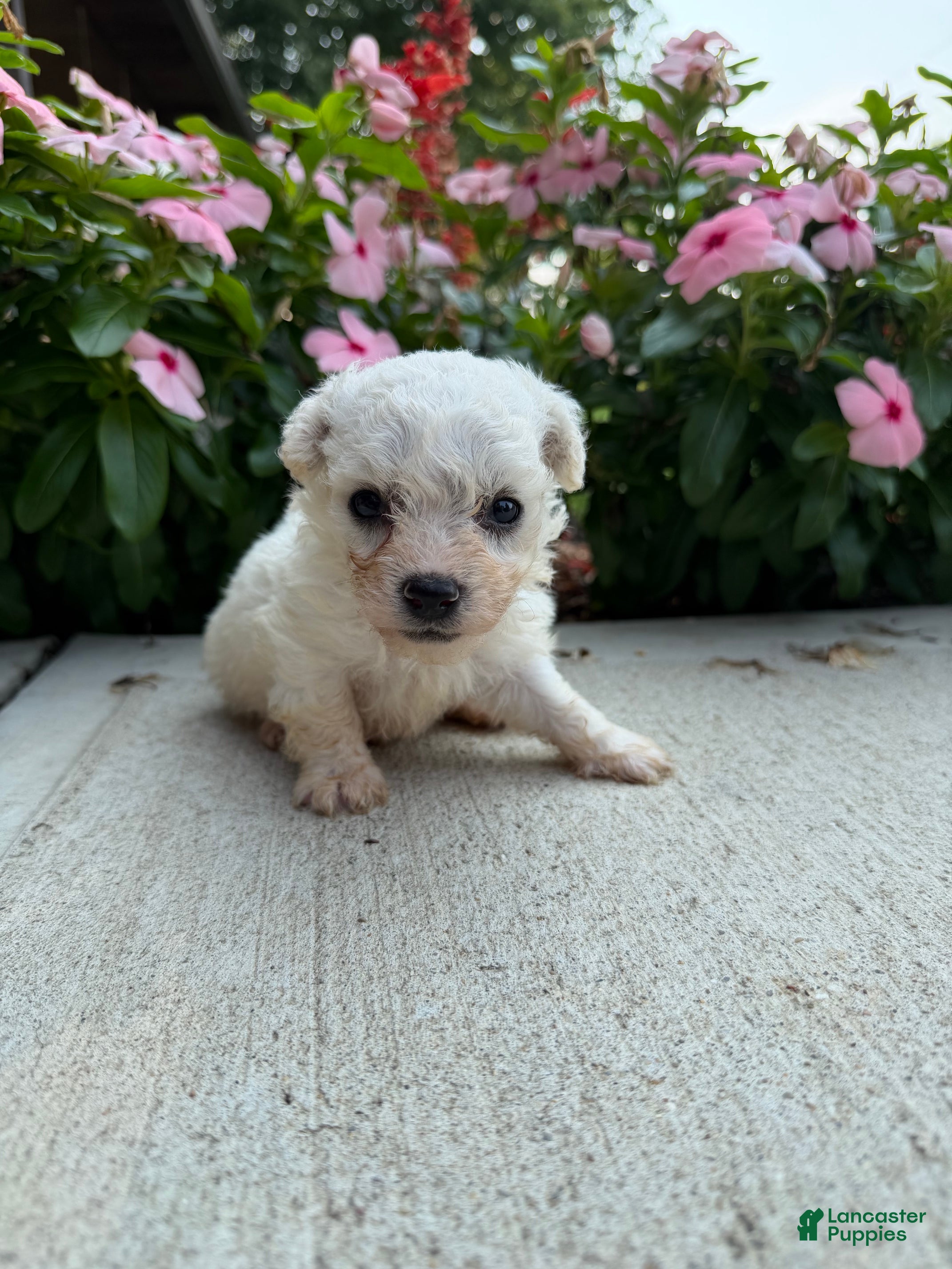 Bichon Frise dogs Montey - Ad 2