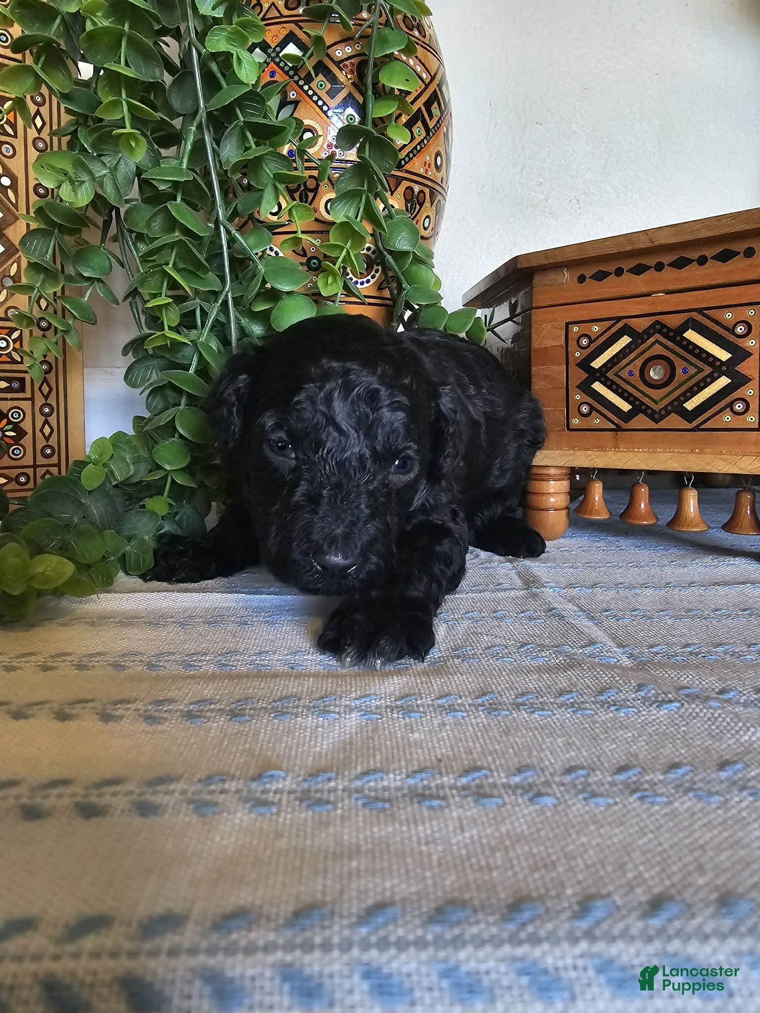 Mini Goldendoodle dogs Jet - Ad 1