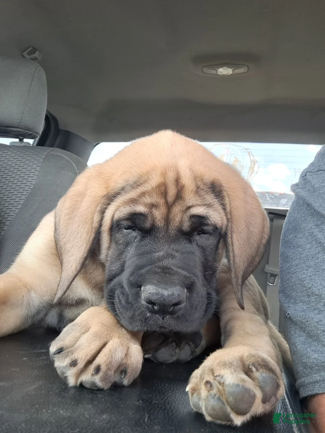 Gallery Image {{count}}