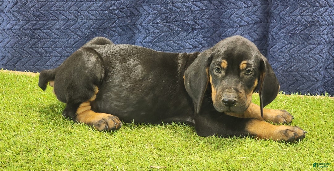 Mixed Breed dogs for sale: 2025 Bloodahoula Male 3 "Moe" - Ad 5