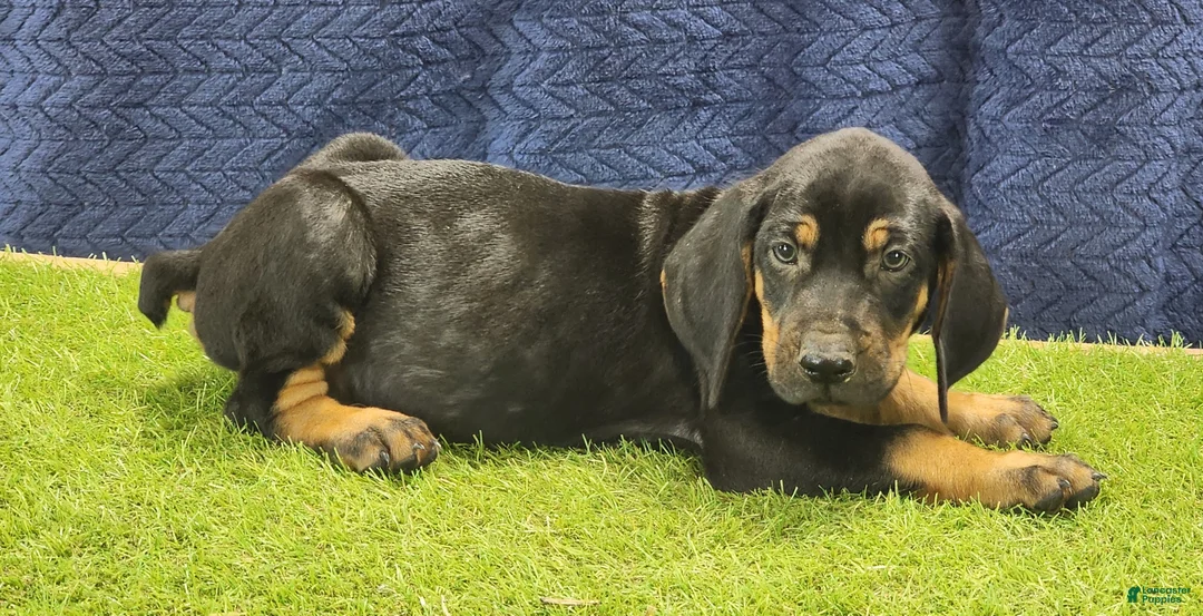 Mixed Breed dogs for sale: 2025 Bloodahoula Male 3 "Moe" - Ad 5