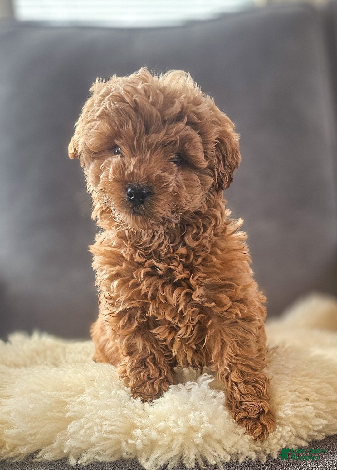 Mini Goldendoodle dogs for sale: Toby - Ad 3