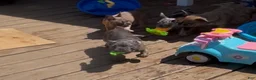 French Bulldog dogs for sale: French Bulldog Puppy 4 - Ad 6