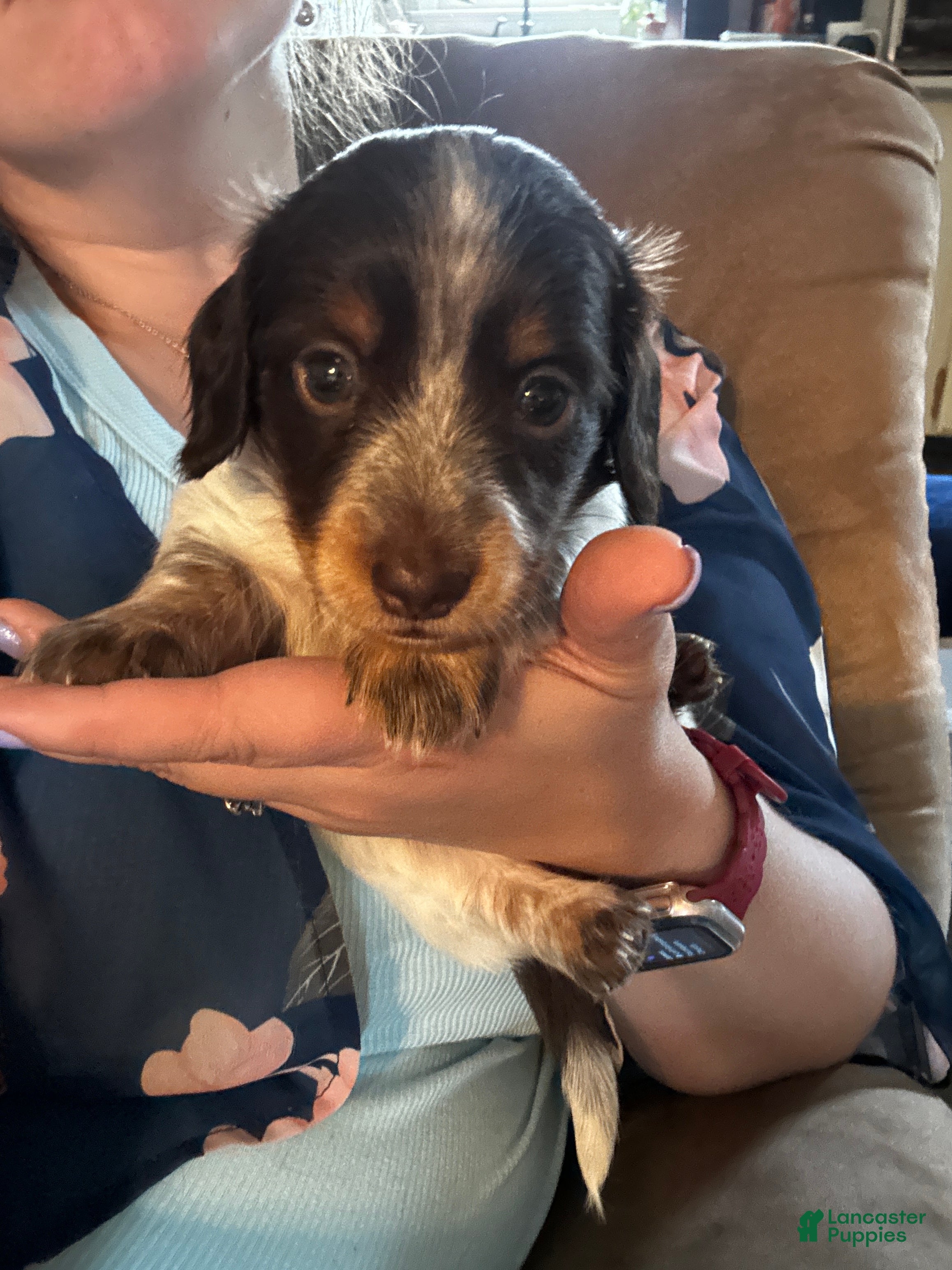 Miniature Dachshund dogs Rocky - Ad 40