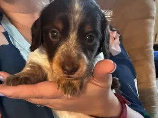 Miniature Dachshund dogs Rocky - Ad 40