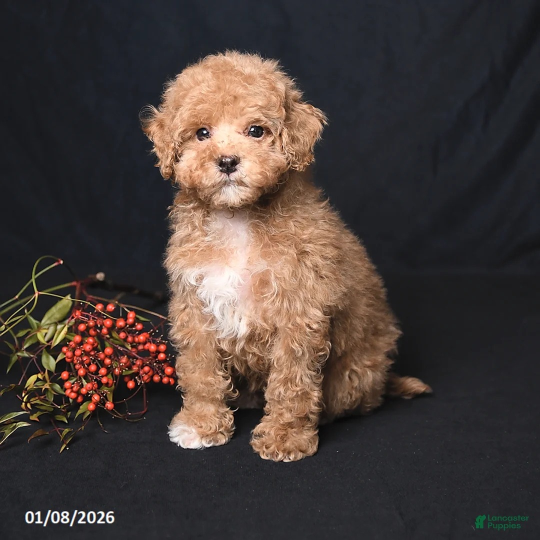 Toy Poodle dogs for sale: Tiny Kodac - Ad 3